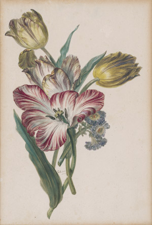 Los 6730 - Niederländisch - um 1800. Geflammte Tulpen und Primeln - 0 - thumb