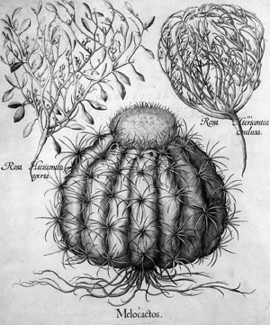 Lot 209, Auction  101, Melokaktus (Besler), Melocactos - Rosa Hiericontea