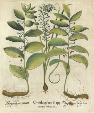 Lot 217, Auction  101, Milchstern, Weißwurz (Besler), Ornithogalum Hispanicum 