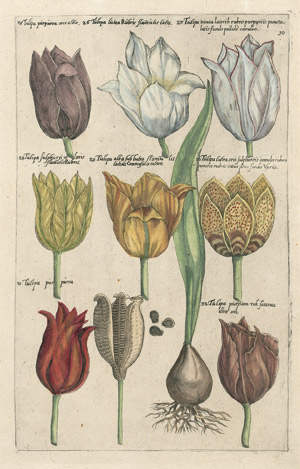 Lot 221, Auction  101, Tulpen, Narzissen, Iris,, Krokusse, Zyklamen; Birnen etc.