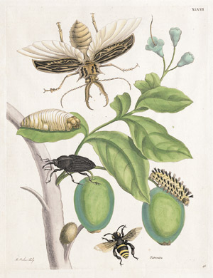 Lot 222, Auction  101, Blütenzweig mit Zitrus, Sibylla Merian