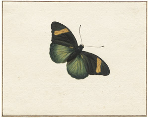 Lot 6249, Auction  102, Bronckhorst, Johannes van, Studien zweier Schmetterlinge und einer Zikade