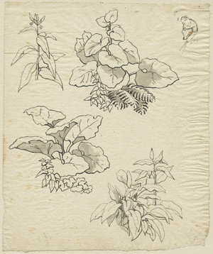 Lot 6434, Auction  102, Friedrich, Gustav Adolf, Studie mit Blattpflanzen