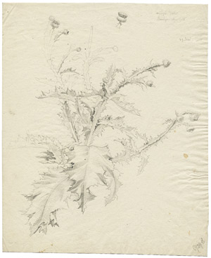 Lot 6435, Auction  102, Friedrich, Gustav Adolf - zugeschrieben, Studie eine blühenden Distel