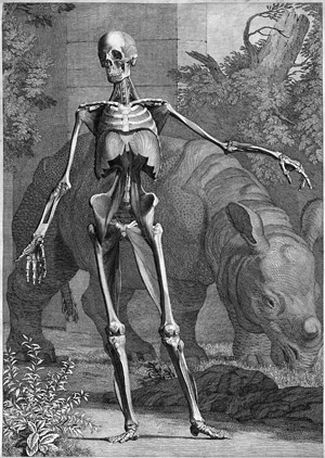 Lot 5861, Auction  104, Wandelaar, Jan - nach, Vier anatomische Skelettstudien