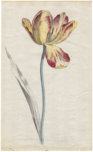 Lot 6335, Auction  104, Niederländisch, 18. Jh. Gelb-rot geflammte Tulpe