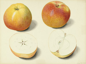 Lot 6386, Auction  104, Blaschek, Franz, Stilleben mit Äpfeln