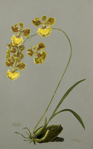 Lot 6398, Auction  104, Carvalho, J. R., Gelbe Orchidee