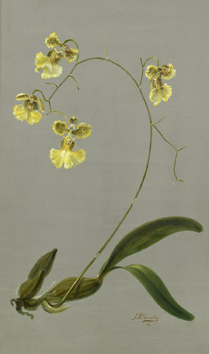 Lot 6399, Auction  104, Carvalho, J. R., Gelbe Orchidee mit vier Blüten