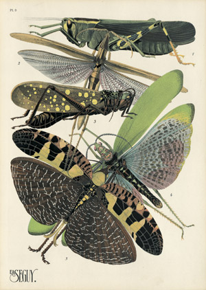 Lot 3374, Auction  106, Seguy, Eugène Alain, Insectes. Vingt planches en phototypie 