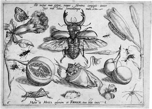 Lot 5148, Auction  106, Hoefnagel, Georg, Studienblatt mit Hirschkäfer, Granatapfel, Muschel und Insekten