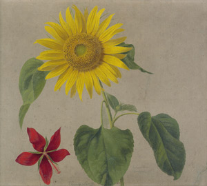 Lot 6641, Auction  106, Senff, Adolf, Sonnenblume und Hibiskus