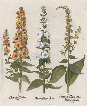 Lot 384, Auction  109, Besler, Basilius, Blattaria flor luteo