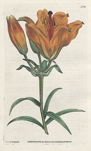 Lot 391, Auction  109, Curtis, William, The Botanical Magazine