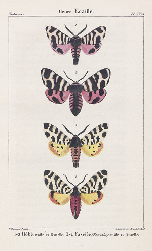 Lot 401, Auction  109, Godart, Jean-Baptiste und Duponchel, Philogène-Auguste-Joseph, Histoire naturelle des lépidoptères ou papillons de France