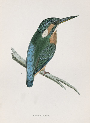 Lot 411, Auction  109, Morris, F. O., A History of British Birds