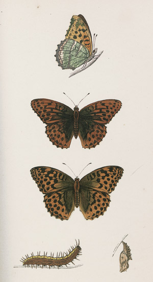 Lot 412, Auction  109, Morris, Francis Orpen, History of British Butterflies