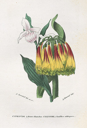Lot 416, Auction  109, Pflanzenkunde, Konvolut von 6 Bänden zur Botanik