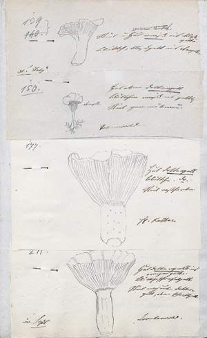 Lot 417, Auction  109, Pilzherbarium, Sammlung zur Bestimmung von giftigen und ungiftigen Pilzen