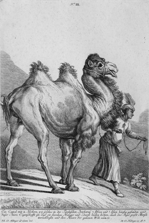 Lot 419, Auction  109, Riedinger, Martin Elias, Ein Camel mit 2 Höckern