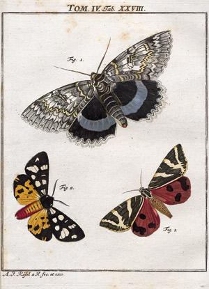 Lot 420, Auction  109, Rösel von Rosenhof, August Johann, Der monatlich-herausgegebenen Insecten-Belustigung 