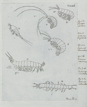 Lot 424, Auction  109, Viviani, Domenico, Phosphorescentia maris quatuordecim lucescentium animalculorum 