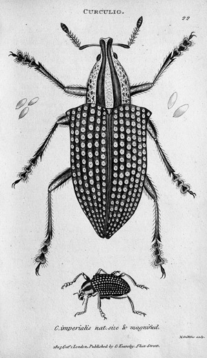 Lot 431, Auction  109, Zoologie III., Konvolut von 14 Bänden zur Entomologie