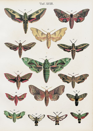 Lot 432, Auction  109, Zoologie IV., Konvolut von 12 Bänden zur Lepidopterologie