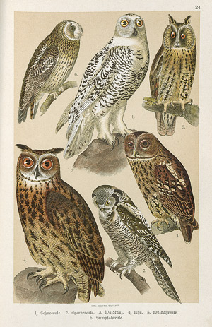 Lot 433, Auction  109, Zoologie V., Konvolut von 6 Bänden zur Ornithologie