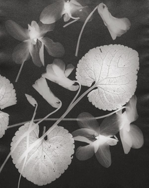 Lot 4215, Auction  110, Landauer, Lou, Photogram of violets