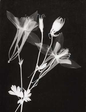 Lot 4222, Auction  110, Landauer, Lou, Photograms of flowers