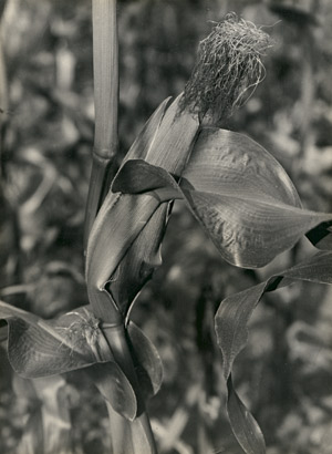 Lot 4260, Auction  110, Renger-Patzsch, Albert, Cornstalk detail