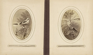 Lot 4017, Auction  111, Birds, Collection of images of Central European birds