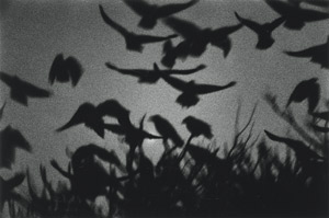 Lot 4179, Auction  111, Fukase, Masahisa, "Kanagawa" (from the 'The Solitude of Ravens')