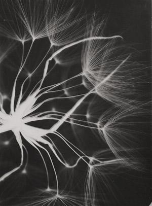 Lot 4236, Auction  111, Landauer, Lou, Photogram of a dandelion