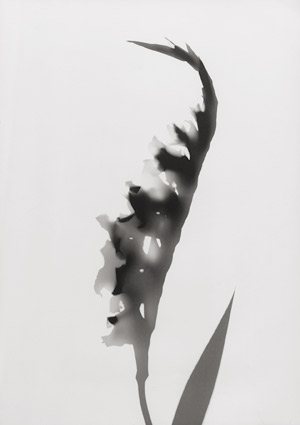 Lot 4278, Auction  111, Neusüss, Floris M., Four Flower Photograms