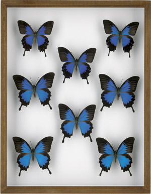 Lot 6396, Auction  111, Naturalia, Acht Odysseusfalter (Papilio Ulysses)