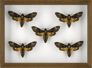 Lot 6408, Auction  111, Naturalia, Fünf Totenkopfschwärmer (Acherontia atropos) 