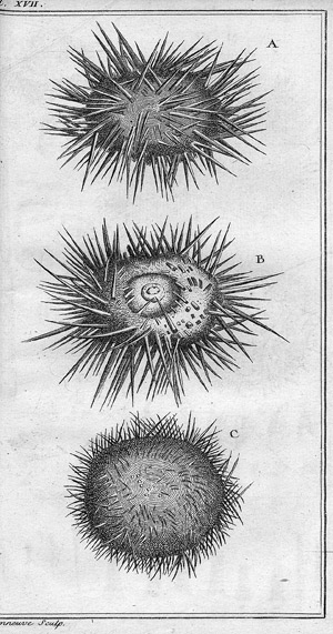 Lot 242, Auction  112, Klein, Jakob Theodor, Ordre naturel des oursins de mer et fossiles