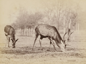 Los 4007 - Anschütz, Ottomar - Deer and stag - 0 - thumb