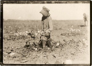 Lot 4202, Auction  112, Hine, Lewis W., Mollie Steuben topping beets, near Sterling, Colorado