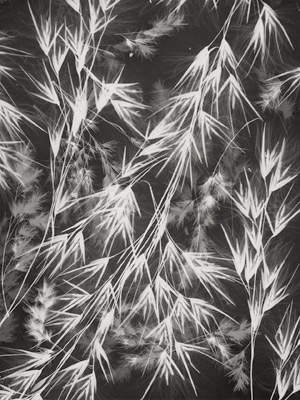 Los 4223 - Landauer, Lou - Photogram of wild oats - 0 - thumb