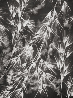 Lot 4223, Auction  112, Landauer, Lou, Photogram of wild oats