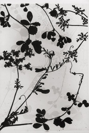 Los 4224 - Landauer, Lou - Photograms of flowering broom and other flowers - 0 - thumb