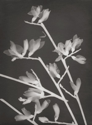 Los 4224 - Landauer, Lou - Photograms of flowering broom and other flowers - 1 - thumb