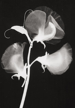 Lot 4225, Auction  112, Landauer, Lou, Photograms of sweet pea and snow drop