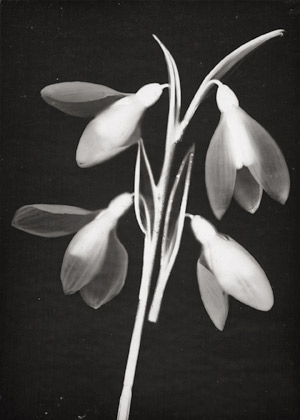 Los 4225 - Landauer, Lou - Photograms of sweet pea and snow drop - 1 - thumb