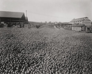 Lot 4241, Auction  112, Man, Felix H., Apple harvest in California