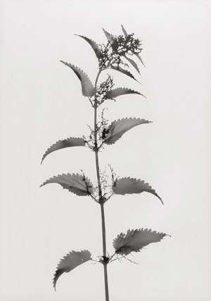 Los 4264 - Neusüss, Floris M. - Flower photograms - 0 - thumb
