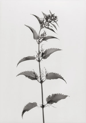 Lot 4264, Auction  112, Neusüss, Floris M., Flower photograms